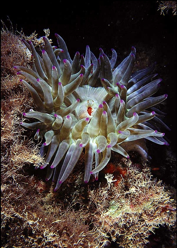 Condylactis aurantiaca